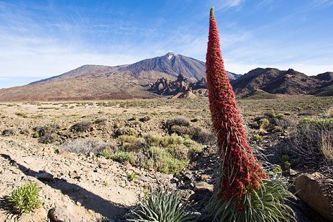 Wildprets Roter Natternkopf (Echium wildpretii)