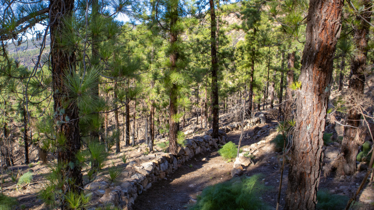 malerische Wanderwege durch den Kiefernwald der Corona Forestal Wanderwege durch den Kiefernwald der Corona Forestal