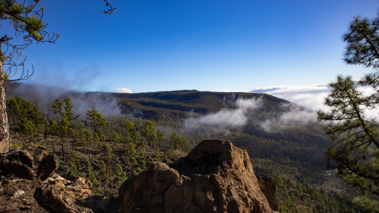 Ausblick über die Kiefernwälder der Corona Forestal auf der Mar a Cumbre Route Ausblick über die Kiefernwälder der Corona Forestal