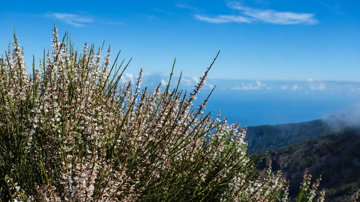 in den Frühlingsmonaten kann man in den Höhenlagen Teneriffas die Ginsterblüte bestaunen im Frühling kann man in den Höhenlagen Teneriffas die Ginsterblüte bestaunen