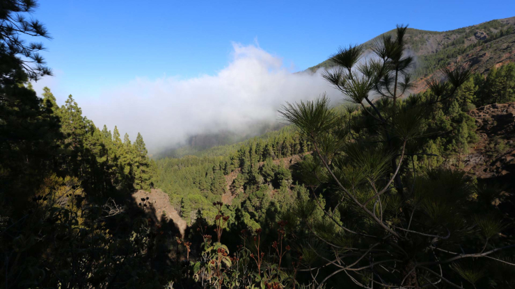 traumhafter Wanderweg durch die Corona Forestal nach La Caldera Wanderweg durch die Corona Forestal nach La Caldera